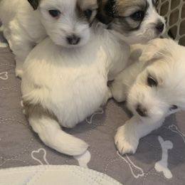 Coton de Tulear Puppies from Catawba Cotons