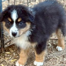Huxley - Black tri male Miniature Australian Shepherd puppy in Patterson, North Carolina from DreamLine Aussies