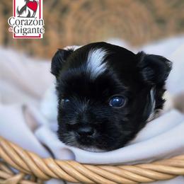 Rolling - Parti male Yorkshire Terrier puppy in California from Corazon de gigante