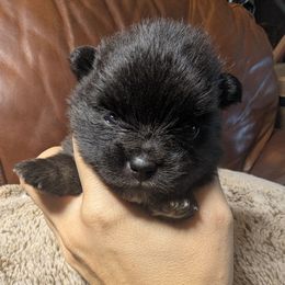 Skye - Black female Pomeranian puppy in California from TD Dream Poms