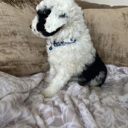 Sheepadoodle Puppies from Lilly’s Bobtails