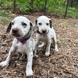 Violet(LUA) - White and liver brown female Dalmatian puppy in Wilson, North Carolina from New Horizonz Dalmatians