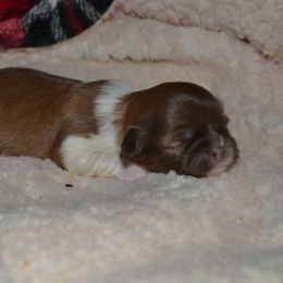 Shih Tzu Puppies from Moore Shih Tzus