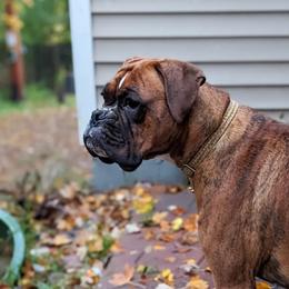 Lyra - Boxer