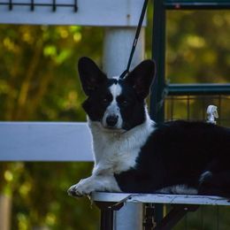 Cardigan Welsh Corgi All Grown Up from Kahukura Cardigans