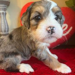 Girl 4 - Merle female Bernedoodle puppy in Perryville, Maryland from Heavenly Heritage Dachshunds and Doods