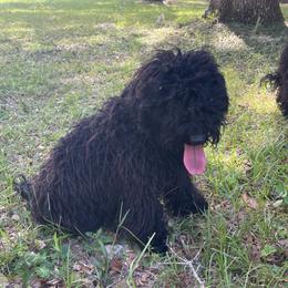 Male Puppy - Black male Puli puppy in Ocala, Florida from Bowmaker Pulik