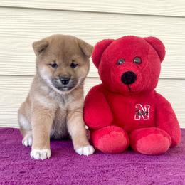 Girl 2 - Red female Shiba Inu puppy in Milton, Florida from Moonlight Shibas