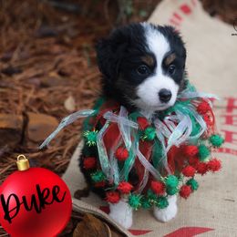 Duke - BTM - Black tri male Miniature American Shepherd puppy in Nacogdoches, Texas from TK Standard, Mini, & Toy Aussies