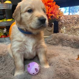 Dark Blue - Golden male Golden Retriever puppy in Bonanza, Oregon from Gold 'N Dust Ranch