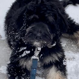 Goldendoodle Puppies from O’Hara Doodles