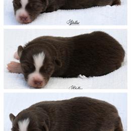 Girl 2 - Red tri-color female Miniature American Shepherd puppy in Robinson, Texas from Stellar Miniature American Shepherds