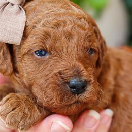 Louisa - Red  female Goldendoodle puppy in Salado, Texas from Red Ranch Dogs