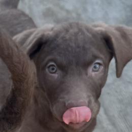 Baby 1 - Brown male Chesapeake Bay Retriever puppy in Prior Lake, Minnesota from Rivertown Retreivers