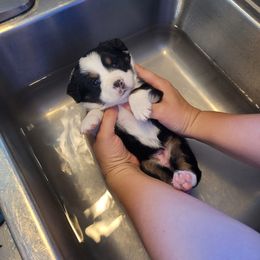 Daizy - Black tri female Miniature American Shepherd puppy in Troy, Ohio from Wiggle Wags Miniature American Shepherds