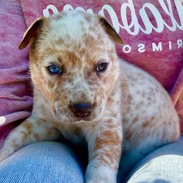 Boy 3 - Red speckled male Australian Cattle Dog puppy in Morton, Mississippi from Heart K Kennels