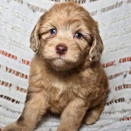 Candy Corn - Red merle female Aussiedoodle puppy in Cleveland, Georgia from Jam's Doodles And Poodles