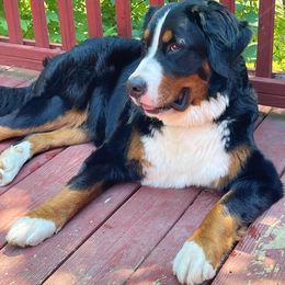 Bernese Mountain Dogs from Bernese Puppy Paws