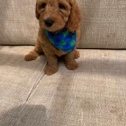 Blue boy (Dodger) - Apricot male Goldendoodle puppy in Roseville, California from Roseville GoldenDoodles