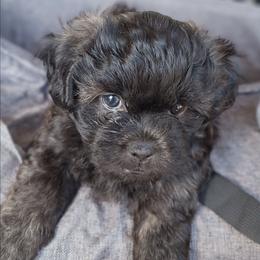 Ash - Brindle male Mal-Shi puppy in Apollo Beach, Florida from Gemstone Exclusive Pups of Florida