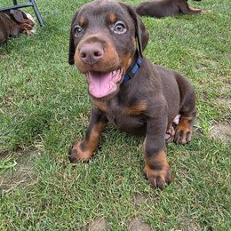 Vaughn - Red and rust male Doberman Pinscher puppy in Anderson, Indiana from Legendary Kennels