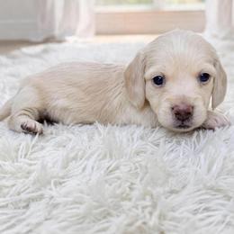 Zen - Cream male Dachshund puppy in Richmond, Virginia from Irresistible Dachshunds & Cavaliers