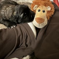 Leonberger Puppies from Desert Magick Leonbergers