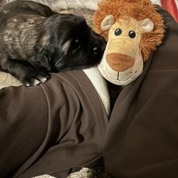Leonberger Puppies from Desert Magick Leonbergers
