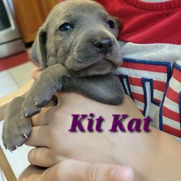 Kit Kat - Blue female Weimaraner puppy in Kingwood, Texas from Desert Rose Weimaraners