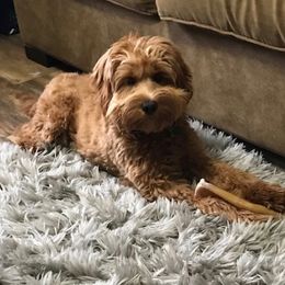 Teddy - Australian Labradoodle