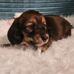 Gena - Red female Dachshund puppy in Sylvania, Georgia from Dachshund and Co.