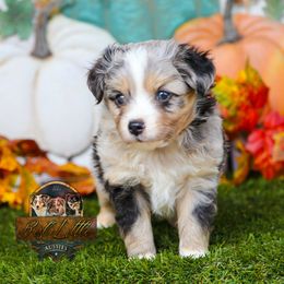 Gomez - Blue merle male Toy Australian Shepherd puppy in Granbury, Texas from Best Little Aussies