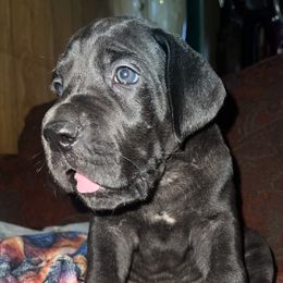 Red ribbon black boy - Black male Great Dane puppy in Georgia from Night Magic Danes
