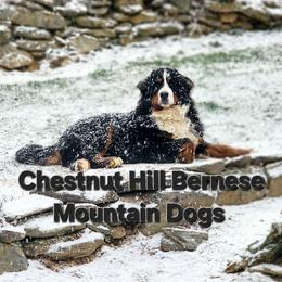 Zeke - Bernese Mountain Dog