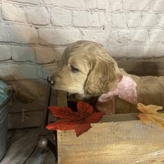 Double Doodle Puppies from North Texas Golden Mountain Doodles