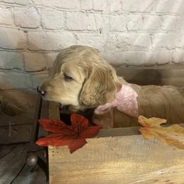 Double Doodle Puppies from North Texas Golden Mountain Doodles