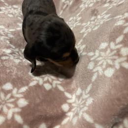 Silver - Piebald male Dachshund puppy in Yuma, Arizona from Desert dashies