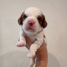 Female 1 - Blenheim female Cavapoo puppy in Sacramento County, California from Sac-Town Poodles and Doodles