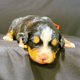 Thor - Black rust and white male Bernese Mountain Dog puppy in Alabama from Dogwood Creek Bernese