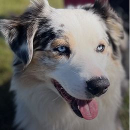 Finn - Australian Shepherd