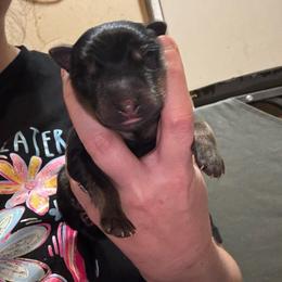 Willow - Black and tan female German Shepherd puppy in Barnhart, Missouri from Combat Creek German Shepherds