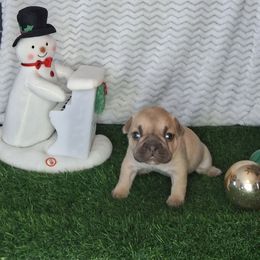 Amber - Fawn female French Bulldog puppy in Cañon City, Colorado from Terri Geiser-Gilchrist