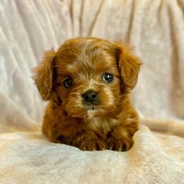 Clover - Brown female Cavapoo puppy in Milton, Pennsylvania from Nita's Poodle Pooche's