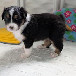 Splash - Black tri-color female Australian Shepherd puppy in Rhode Island from Ocean Cliff Aussies