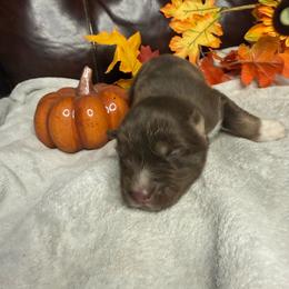 Snookie - Red and white female Siberian Husky puppy in Ravena, New York from Osiris’s Siberians & Pomskies