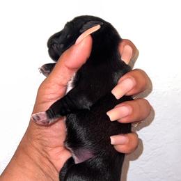 Baby girl - Black female Miniature Schnauzer puppy in Lehigh Acres, Florida from Regency Schnauzer