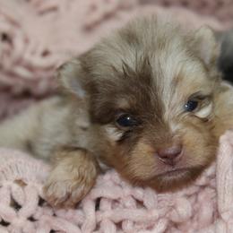 AKC Freya - Chocolate merle female Pomeranian puppy in Albany, Indiana from Hatz Off Puppies