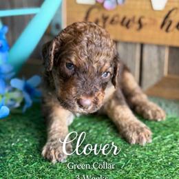 Clover Green Collar - Brown and white male Saint Berdoodle puppy in Paw Paw, Michigan from ProAct Canines