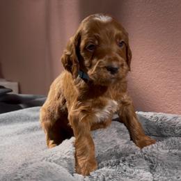 Aqua - Red  male Goldendoodle puppy in Glenn Heights, Texas from Marvelous Mannered K9s of Texas