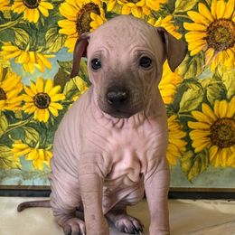 Roger - Red and tan male American Hairless Terrier puppy in Buckingham, Illinois from Gaus Hof